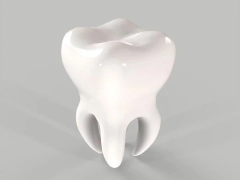 Medical Tooth Anatomy Section 3D Model