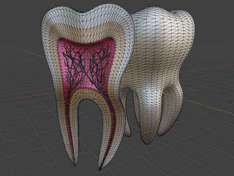 मेडिकल टूथ एनाटॉमी अनुभाग 3D मॉडल