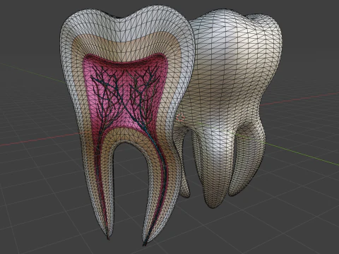 Medical Tooth Anatomy Section 3D Model