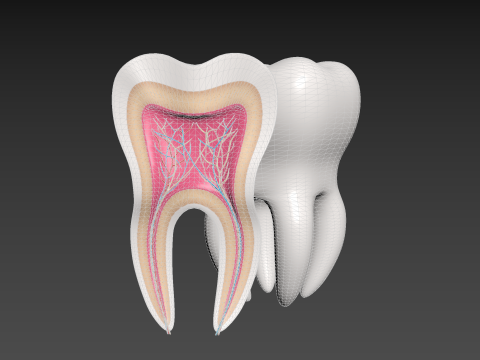मेडिकल टूथ एनाटॉमी अनुभाग 3D मॉडल