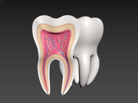 मेडिकल टूथ एनाटॉमी अनुभाग 3D मॉडल