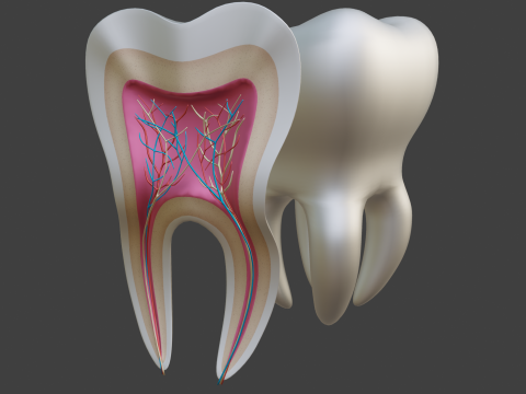 मेडिकल टूथ एनाटॉमी अनुभाग 3D मॉडल
