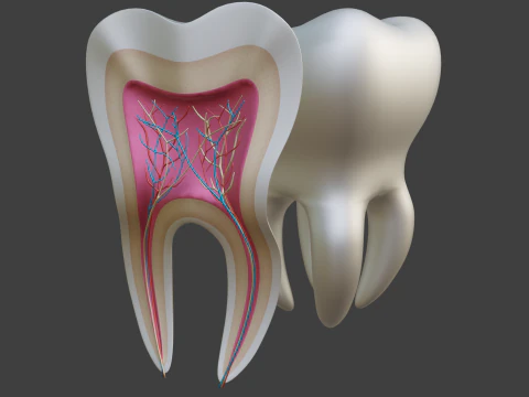 Medical Tooth Anatomy Section 3D Model