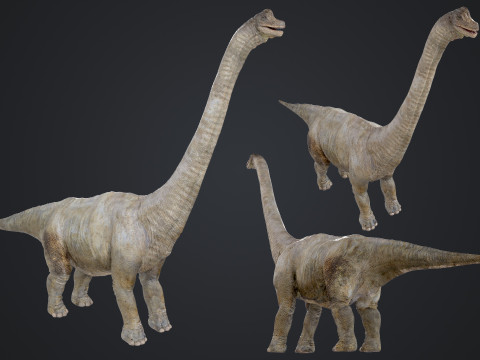 Brachiosaurus Modello 3D