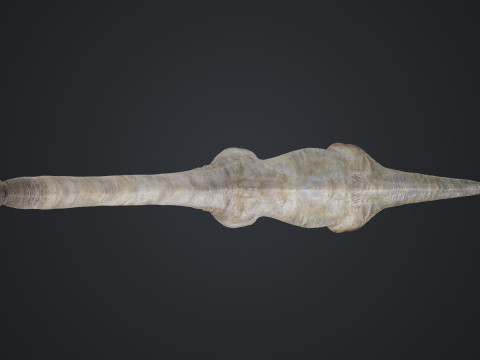 Brachiosaurus Modello 3D