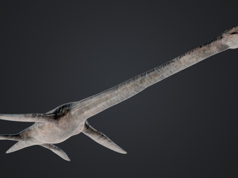 Elasmosaurus Model 3D