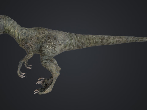burung pemangsa Model 3D