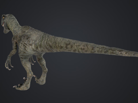 burung pemangsa Model 3D