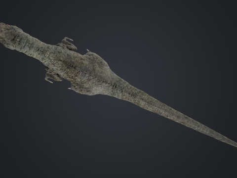 burung pemangsa Model 3D