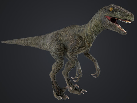 burung pemangsa Model 3D