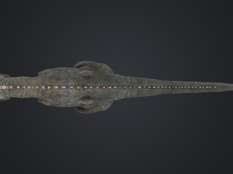 南方巨兽龙 3D 模型