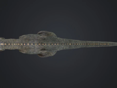 Giganotosaurus 3D Model