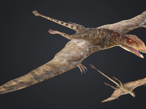 Peteinosauro Modello 3D