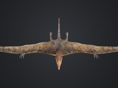 Peteinosaurus 3D Model