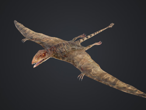 Peteinosaurus 3D Model