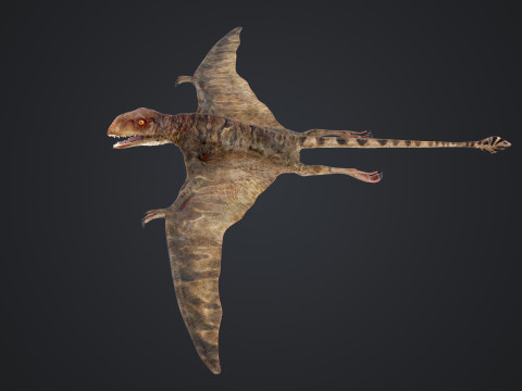 Peteinosaurus 3D Model