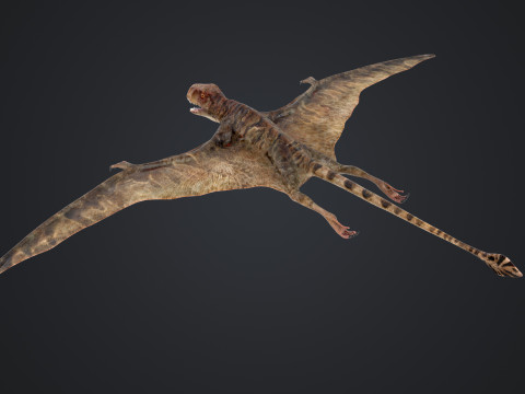 Peteinosaurus 3D Model