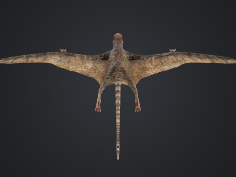 Peteinosaurus 3D Model