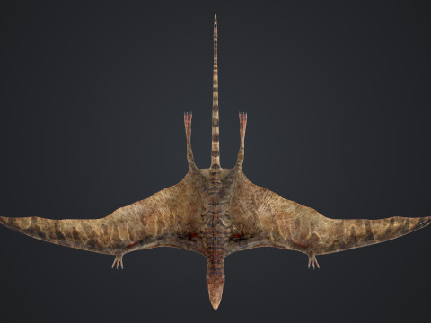 Peteinosaurus 3D Model