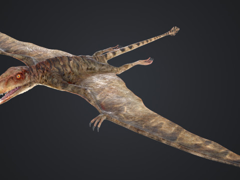 Peteinosaurus 3D Model