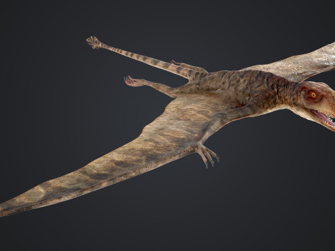 Peteinosaurus 3D Model
