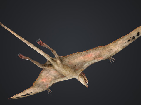 Peteinosaurus 3D Model