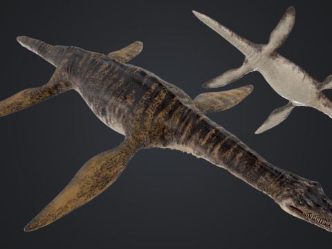 Plesiosaurus 3Dモデル