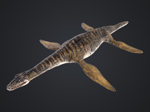 Plesiosaurus 3Dモデル