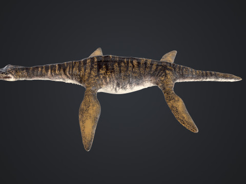 Plesiosaurus 3Dモデル