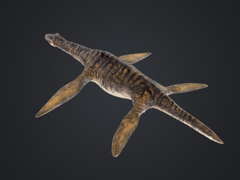 Plesiosaurus 3Dモデル