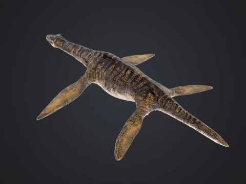 Plesiosauro Modello 3D