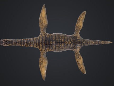 Plesiosaurus 3Dモデル