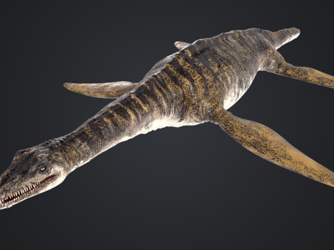 Plesiosaurus 3Dモデル
