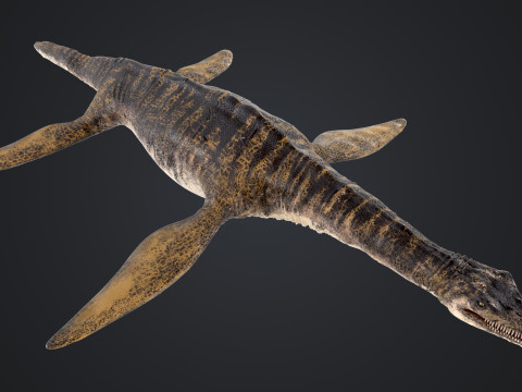 Plesiosaurus 3Dモデル