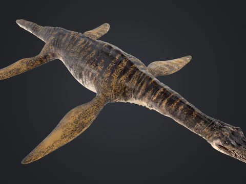 Plesiosauro Modello 3D