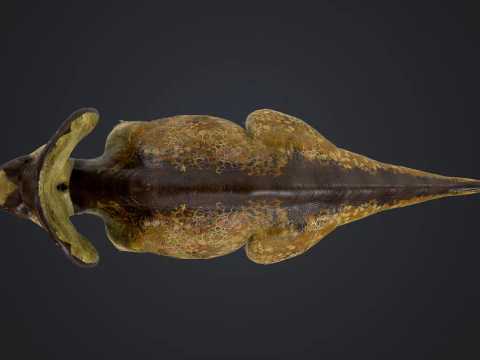 Protocer&aacute;tops Modelo 3D