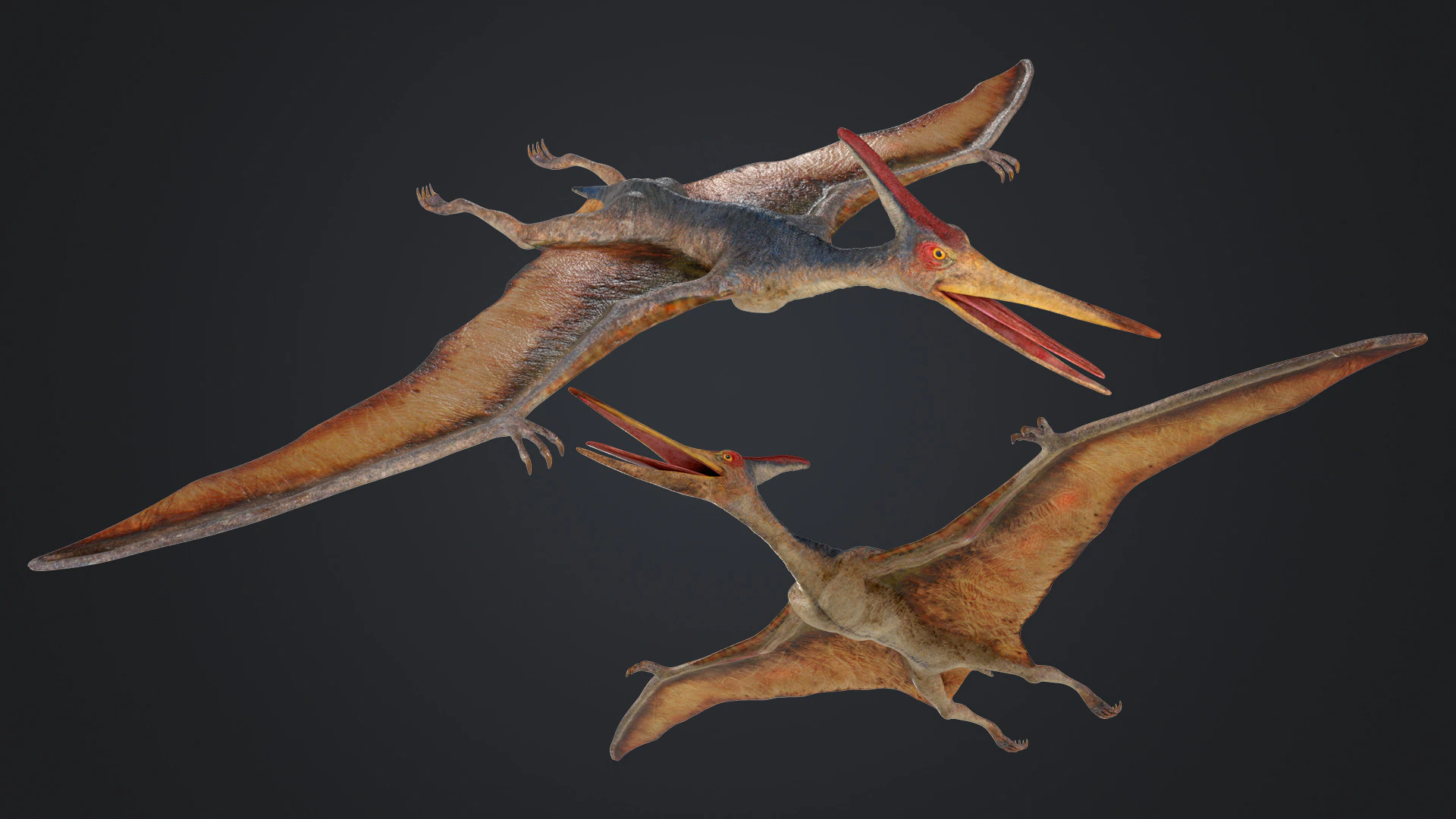 Pteranodon 3D Model .c4d .max .obj .3ds .fbx .stl .blend