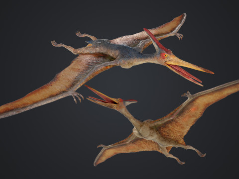 Pteranodon 3D Modell