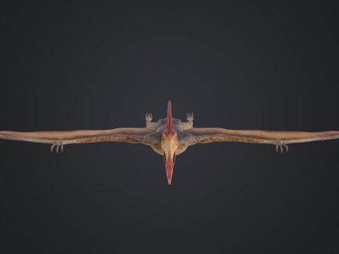 Pteranodon Modelo 3D