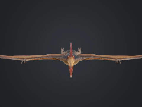 Pteranodon 3D Model
