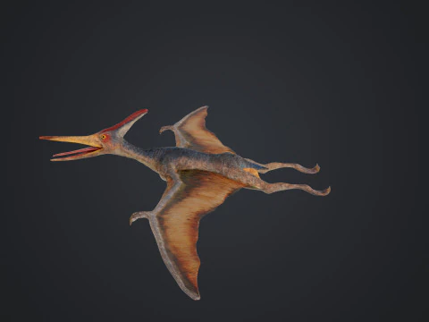 Pteranodon 3D Model