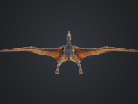 Pteranodon Modelo 3D