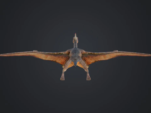 Pteranodon 3D Model