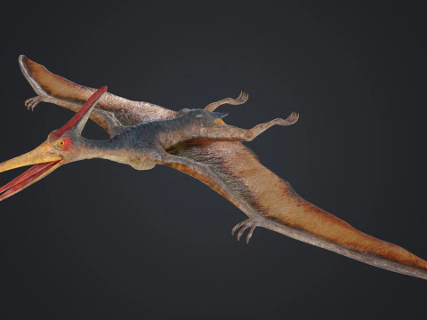Pteranodon 3D Model