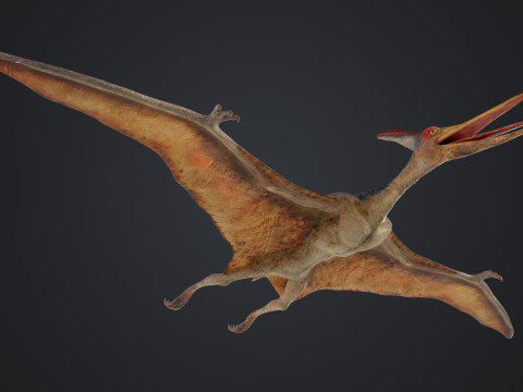 Pteranodon Modelo 3D