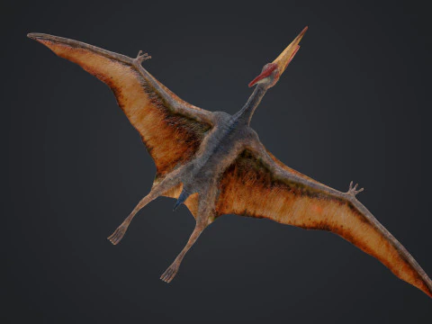 Pteranodon 3D Model