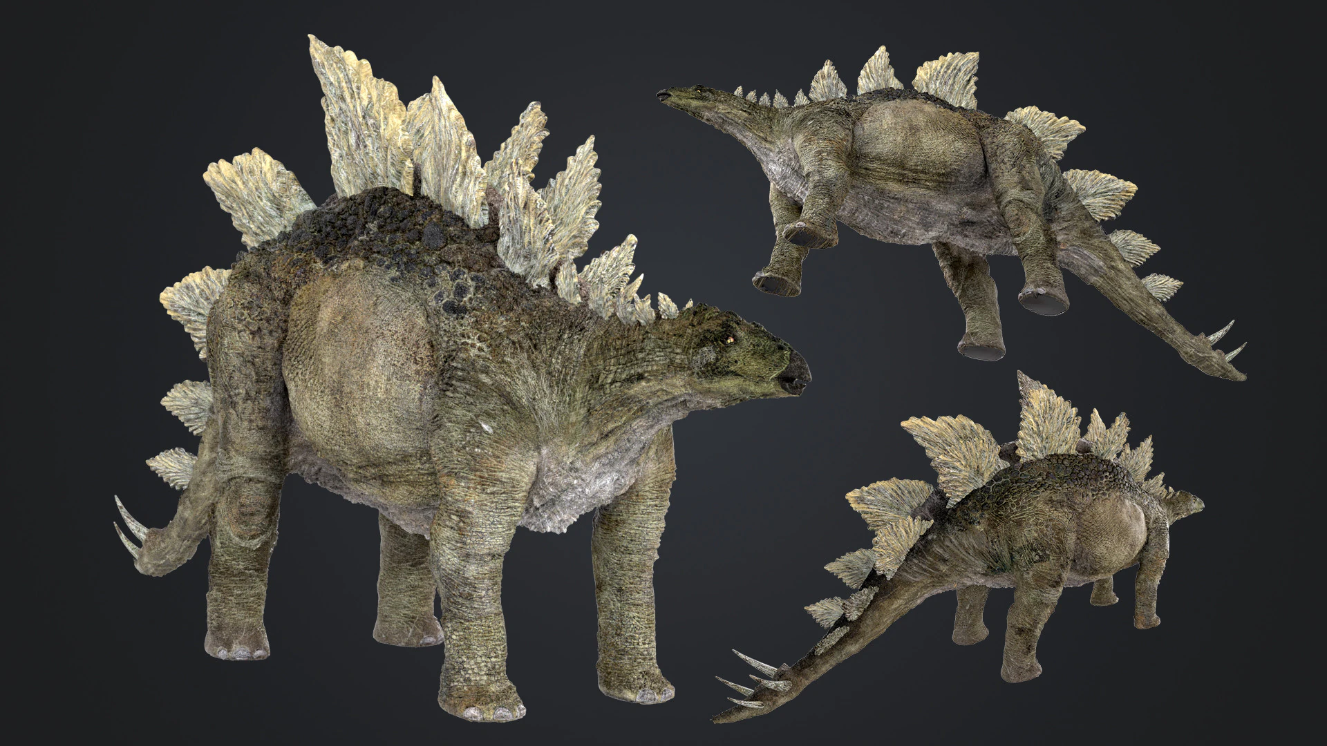 Stegosaurus 3D Model .c4d .max .obj .3ds .fbx .stl .blend 