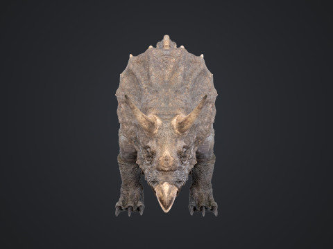 Triceratops 3D मॉडल