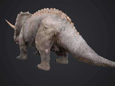 Triceratops 3D मॉडल