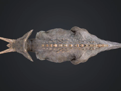 Tricer&aacute;topo Modelo 3D